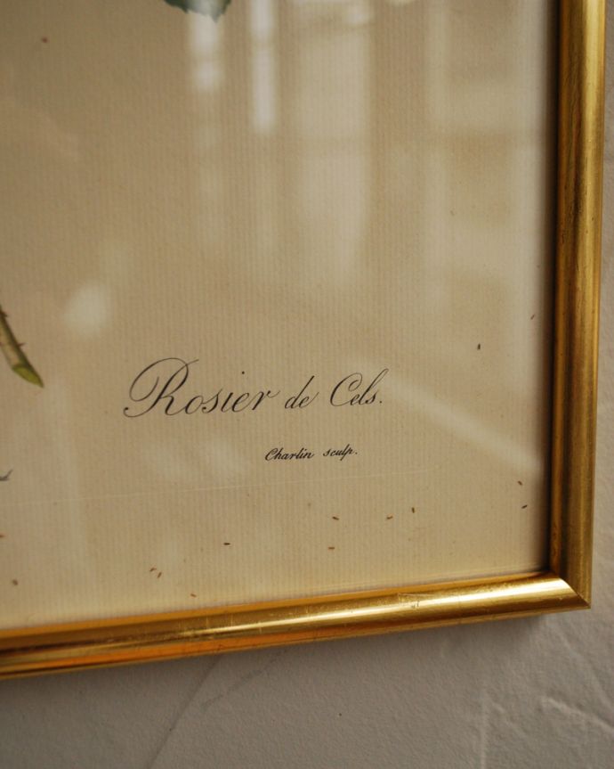 アンティーク その他の雑貨　アンティーク雑貨　フランスで見つけたアンティーク雑貨、ルドゥーテバラ図鑑「ロサ・ダマスケーナ」。アンティークの為、汚れやキズがあります。(m-1753-z)