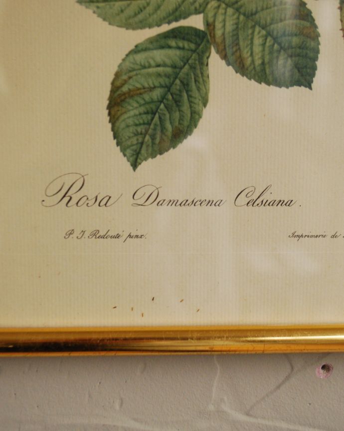 アンティーク その他の雑貨　アンティーク雑貨　フランスで見つけたアンティーク雑貨、ルドゥーテバラ図鑑「ロサ・ダマスケーナ」。サイン入りです。(m-1753-z)