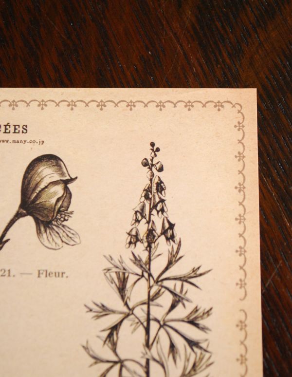 インテリア本・ポストカード インテリア雑貨 アンティーク風ボタニカルポストカード(RENONCULACEES)。アンティーク風のデザインです。(n13-004-2)