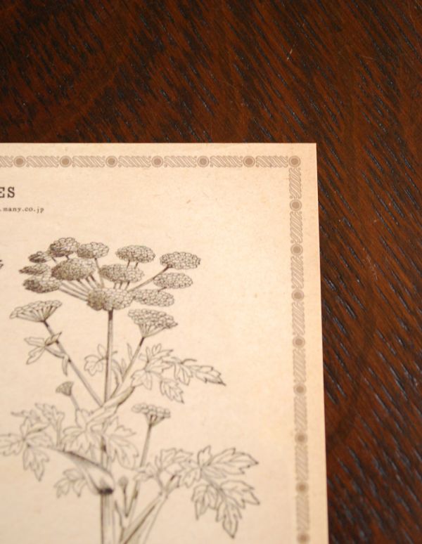 インテリア本・ポストカード インテリア雑貨 アンティーク風ボタニカルポストカード(OMBELLIFERES)。アンティーク風のデザインです。(n13-004-5)