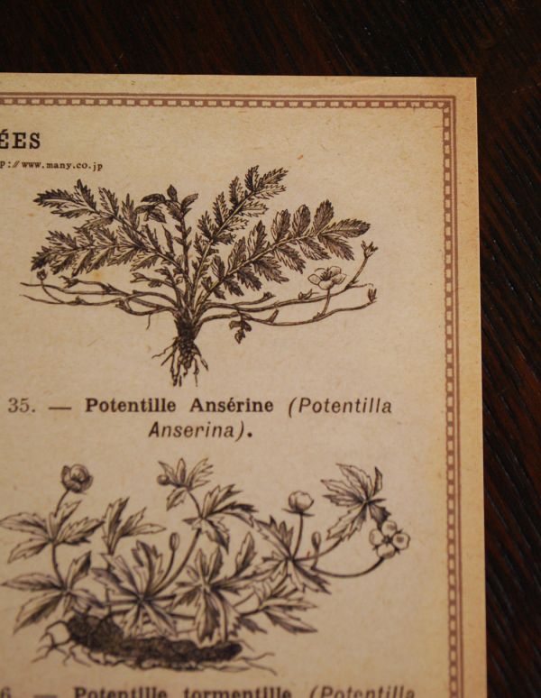 インテリア本・ポストカード　インテリア雑貨　アンティーク風ボタニカルポストカード（ROSACEES）。アンティーク風のデザインです。(n13-004-8)