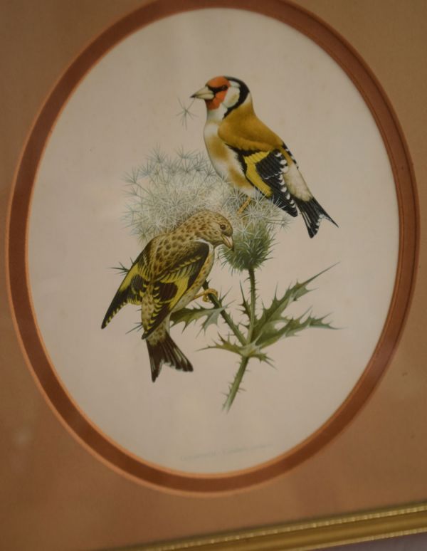 木の雑貨　アンティーク雑貨　イギリスから届いたアンティーク雑貨、美しいアートフレーム（野鳥）。羽の色が美しい野鳥たちのアートフレームです。(k-1315-z)
