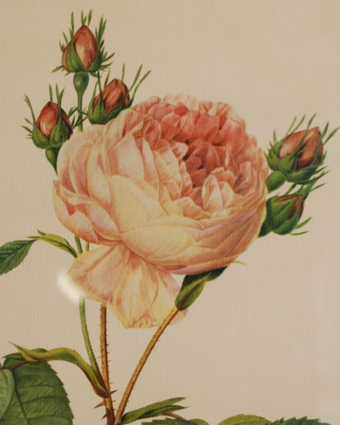 木の雑貨　アンティーク雑貨　アンティークフレーム　ルドゥーテ　ローズ　「ロサ・ケンティフォリア」。ルドゥーテの「バラ図譜」に収められた古代バラの一種で、花びらの繊細な色合いや、トゲの一本一本まで、美しく再現されています。(m-1557-z)