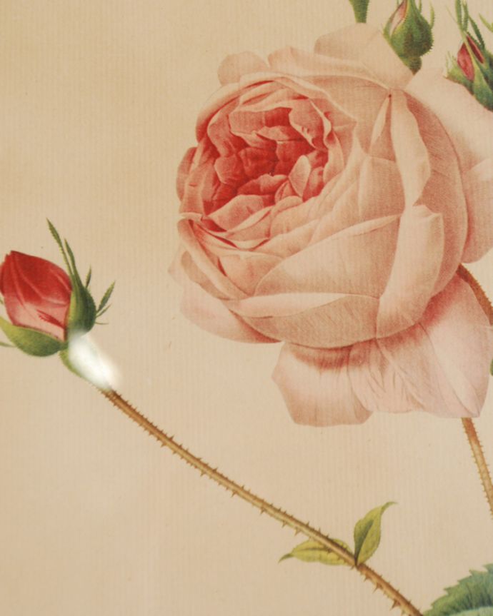 木の雑貨　アンティーク雑貨　憧れのルドゥーテローズのアンティークアートフレーム、　「ロサ・ケンティフォリア」。ルドゥーテの「バラ図譜」に収められた古代バラの一種で、花びらの繊細な色合いや、トゲの一本一本まで、美しく再現されています。(m-1558-z)