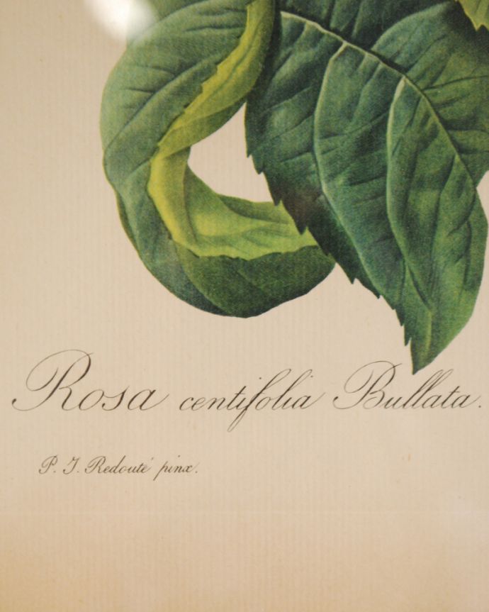 木の雑貨　アンティーク雑貨　憧れのルドゥーテローズのアンティークアートフレーム、　「ロサ・ケンティフォリア」。サイン入りです。(m-1558-z)