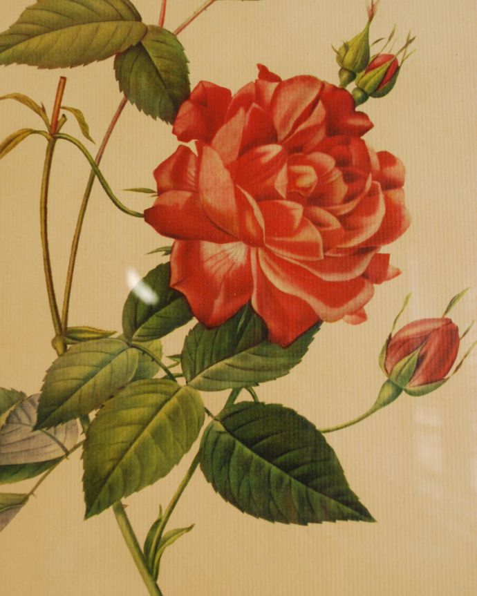 木の雑貨　アンティーク雑貨　アンティークフレーム　バラ図鑑　「ロサ・インディカ・クルエンタ」。ルドゥーテの「バラ図譜」に収められた古代バラの一種で、現代でも多くのファンがその繊細さに魅了されています。(m-1559-z)