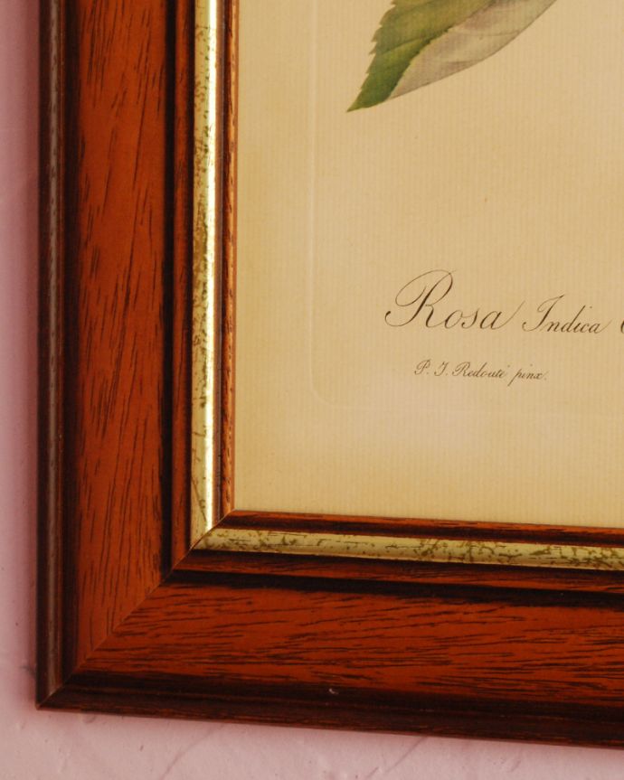 木の雑貨　アンティーク雑貨　アンティークフレーム　バラ図鑑　「ロサ・インディカ・クルエンタ」。アンティークの為、汚れやキズがあります。(m-1559-z)
