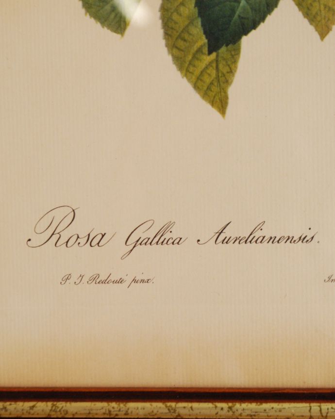 木の雑貨　アンティーク雑貨　フランスで見つけたアンティーク雑貨、ルドゥーテバラ図鑑　「ロサ・ガリカ・アウレリアネンシス」。サイン入りです。(m-1561-z)