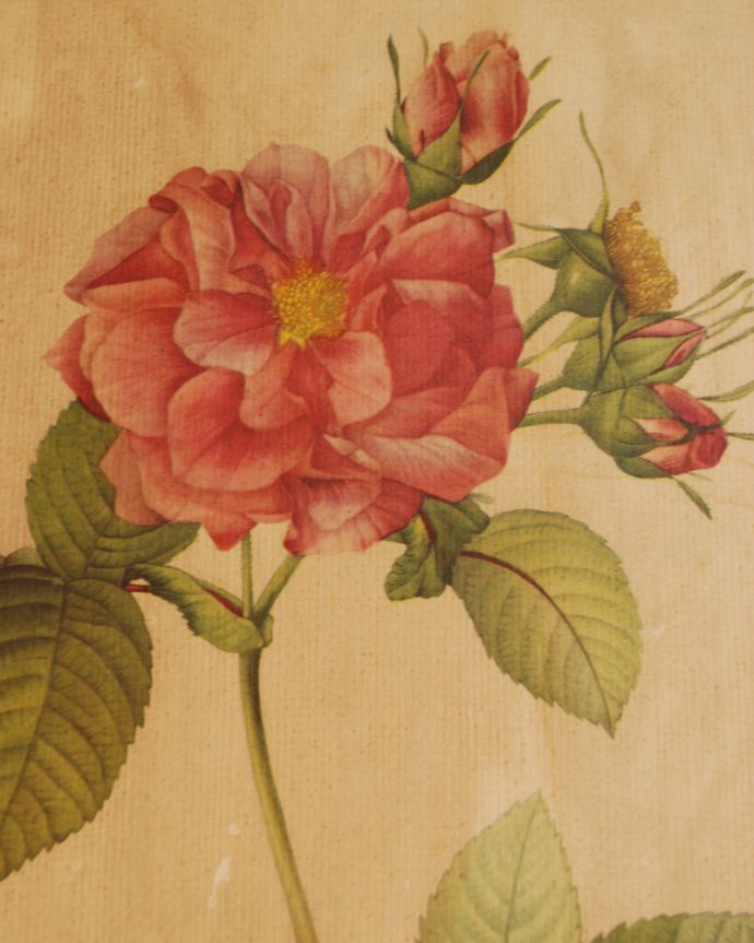 木の雑貨　アンティーク雑貨　アンティークフレーム　ルドゥーテ　ローズ　「ROSA TURBINATA」。ボタニカルアート（植物画）の頂点をきわめ、「花のラファエロ」とも賞賛されている天才画家、ピエール・ジョセフ・ルドゥーテの作品。(m-1565-z)