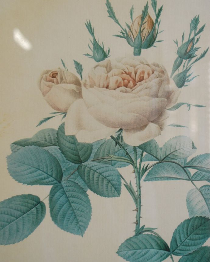 木の雑貨　アンティーク雑貨　アンティークフレーム　ルドゥーテ　ローズ　「Rosa bifera」。ボタニカルアート（植物画）の頂点をきわめ、「花のラファエロ」とも賞賛されている天才画家、ピエール・ジョセフ・ルドゥーテの作品。(m-1709-z)
