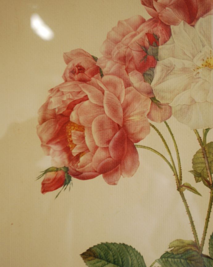 アンティーク その他の雑貨　アンティーク雑貨　フランスで見つけたアンティーク雑貨、ルドゥーテバラ図鑑「ロサ・ダマスケーナ」。ボタニカルアート（植物画）の頂点をきわめ、「花のラファエロ」とも賞賛されている天才画家、ピエール・ジョセフ・ルドゥーテの作品。(m-1753-z)