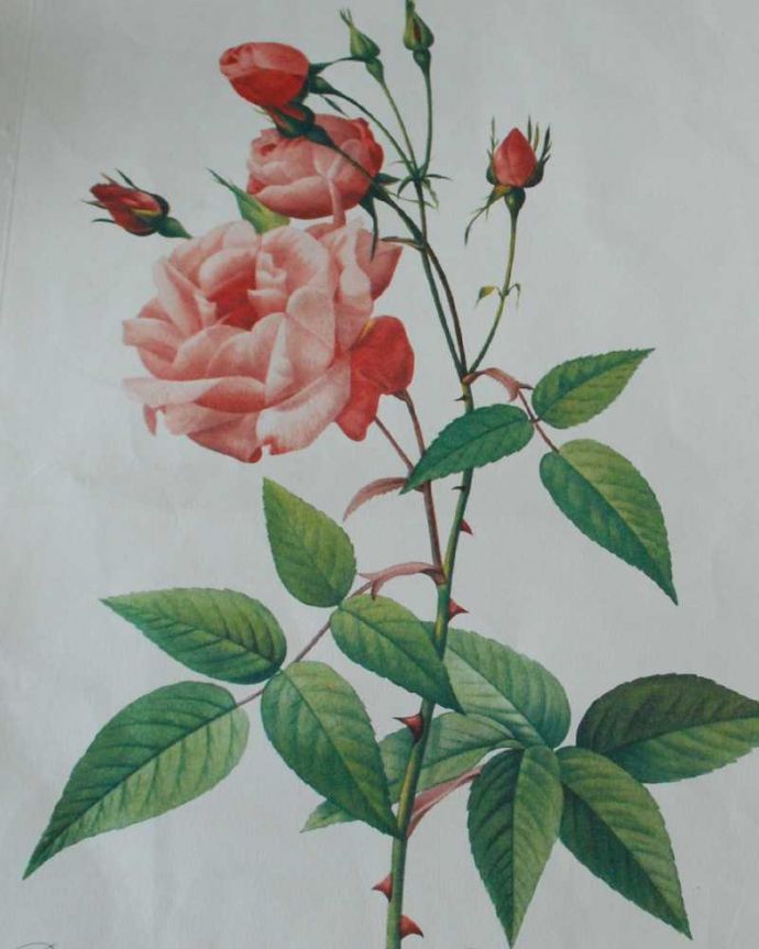 アンティーク雑貨 壁に貼るだけで優雅な気分、ルドゥーテのバラプリント。美しいルドゥーテのバラ「花のラファエロ」とよばれたルドゥーテのバラのプリント。(m-3203-z)