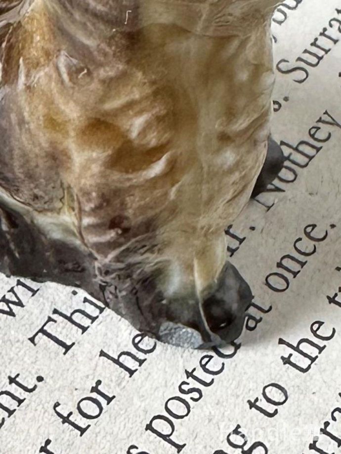 カケがあります。