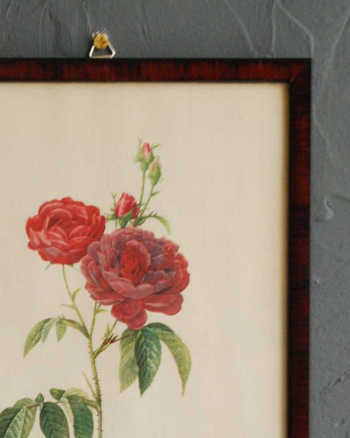 アンティーク その他の雑貨 アンティーク雑貨 アンティーク薔薇フレーム、ルドゥーテ「ロサ・ガリカ・プルプロ・ヴィオラケア・マグナ」。壁からオシャレを作ってみませんか?壁に掛けるだけであっという間にオシャレなお部屋を作ってくれるフレームを使って、気軽にお部屋をイメージチェンジしてみませんか?。(m-2824-z)