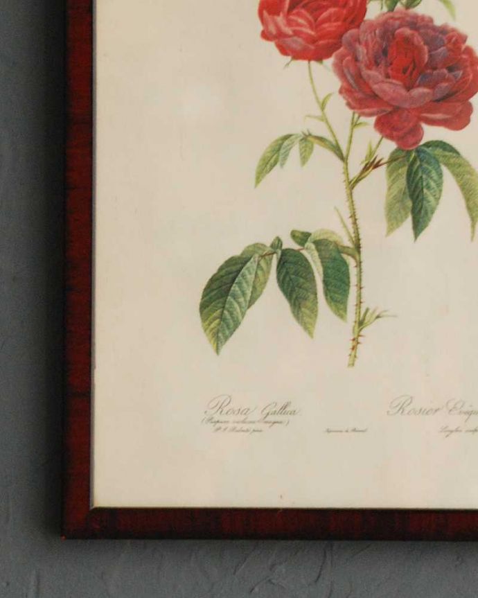 アンティーク その他の雑貨 アンティーク雑貨 アンティーク薔薇フレーム、ルドゥーテ「ロサ・ガリカ・プルプロ・ヴィオラケア・マグナ」。アンティークだけが持つ風合いアンティークなので、多少のキズ、汚れはあります。(m-2824-z)