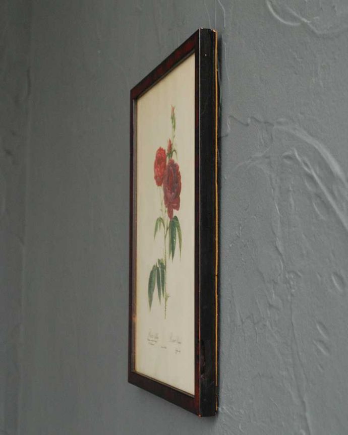 アンティーク その他の雑貨 アンティーク雑貨 アンティーク薔薇フレーム、ルドゥーテ「ロサ・ガリカ・プルプロ・ヴィオラケア・マグナ」。横から見ると…こんな感じです。(m-2824-z)