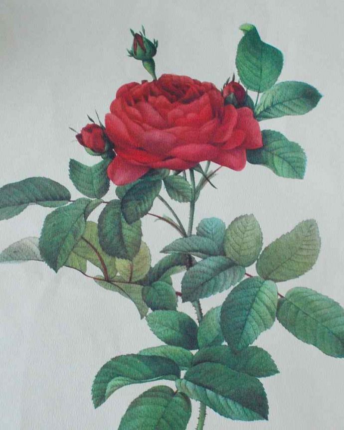 アンティーク雑貨 壁に貼るだけで優雅な気分、ルドゥーテのバラ「ロサ・ガリカ ポンティアナ」。美しいルドゥーテのバラ「花のラファエロ」とよばれたルドゥーテのバラのプリント。(m-3202-z)