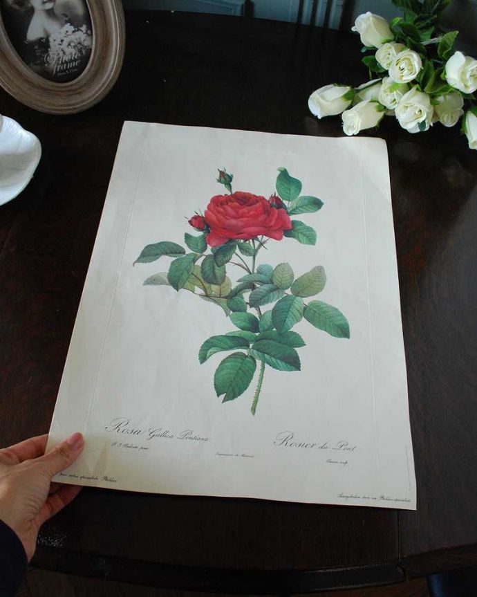 アンティーク雑貨 壁に貼るだけで優雅な気分、ルドゥーテのバラ「ロサ・ガリカ ポンティアナ」。アンティークだけが持つ風合いアンティークなので、多少のキズ、汚れはあります。(m-3202-z)