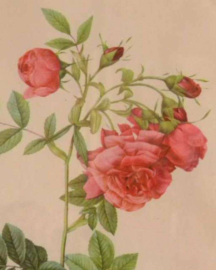 アンティーク その他の雑貨　アンティーク雑貨　壁に掛けるだけで華やかになるルドゥーテのバラのアンティークフレーム。壁からオシャレを作ってみませんか？壁に掛けるだけであっという間にオシャレなお部屋を作ってくれるフレームを使って、気軽にお部屋をイメージチェンジしてみませんか？。(m-3508-z)