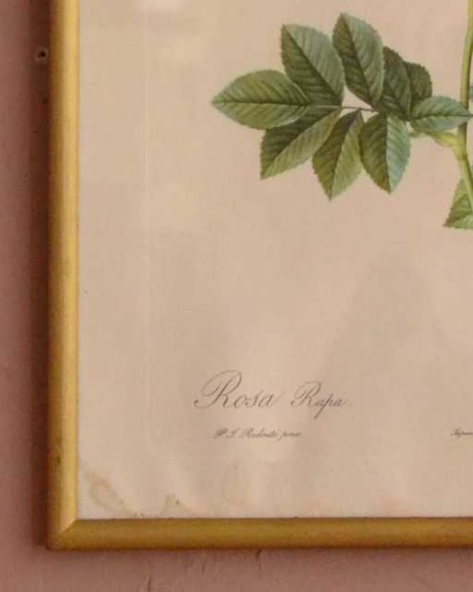 アンティーク その他の雑貨　アンティーク雑貨　壁に掛けるだけで華やかになるルドゥーテのバラのアンティークフレーム。アンティークだけが持つ風合いアンティークなので、多少のキズ、汚れはあります。(m-3508-z)