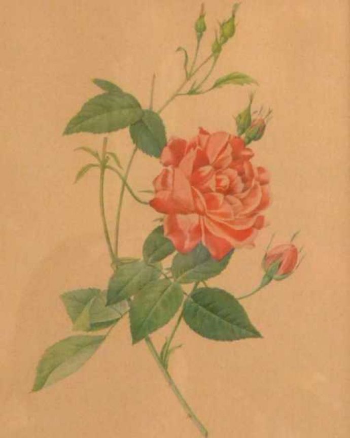 アンティーク その他の雑貨　アンティーク雑貨　アンティーク薔薇フレーム、ルドゥーテ「ロサ・インディカ・クルエンタ」。壁からオシャレを作ってみませんか？壁に掛けるだけであっという間にオシャレなお部屋を作ってくれるフレームを使って、気軽にお部屋をイメージチェンジしてみませんか？。(m-3510-z)