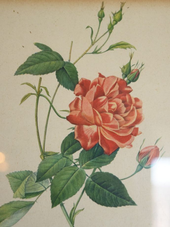 ルドゥーテ「ロサ・インディカ・クルエンタ」