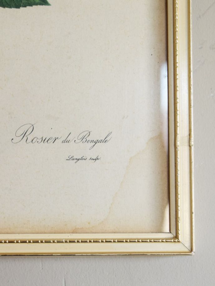 ピエール・ジョセフ・ルドゥーテのフレｰム