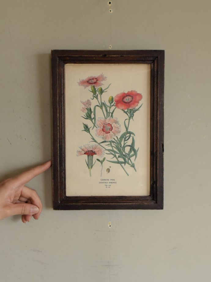 イギリスで見つけたアンティークフレーム、ボタニカルアート（CHINESE
