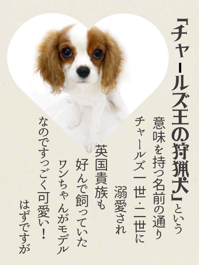 貴族の犬