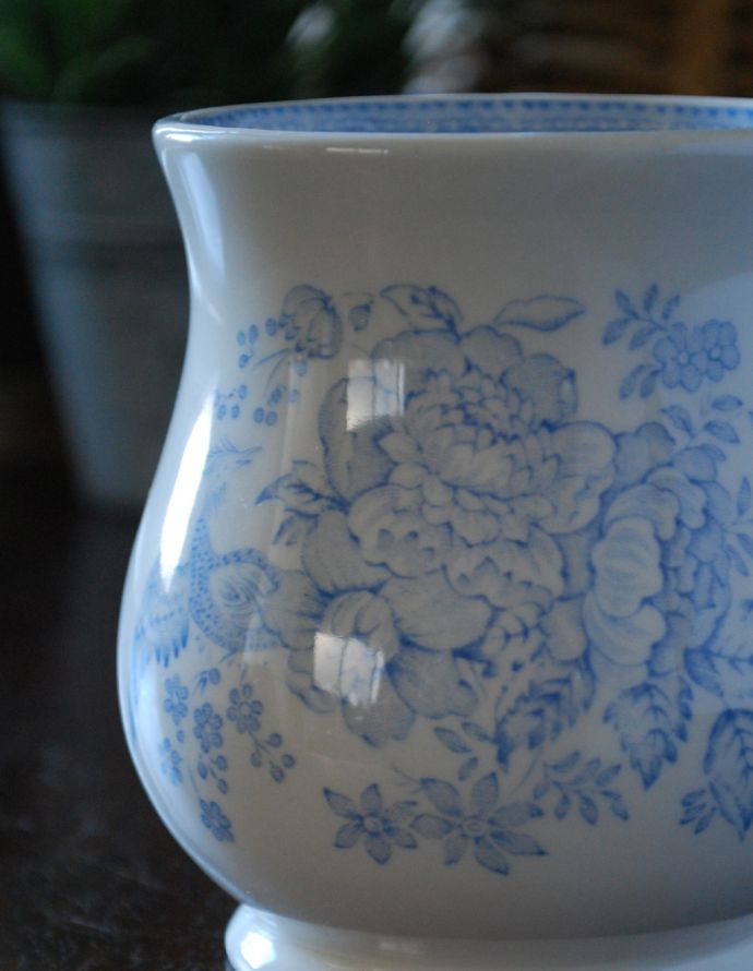 英国バーレイ社のアジアンティックフェザンツ