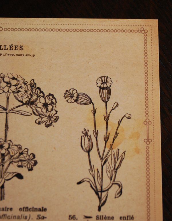 インテリア本・ポストカード インテリア雑貨 アンティーク風ボタニカルポストカード(CARYOPHYLLEES)。アンティーク風のデザインです。(n13-004-6)