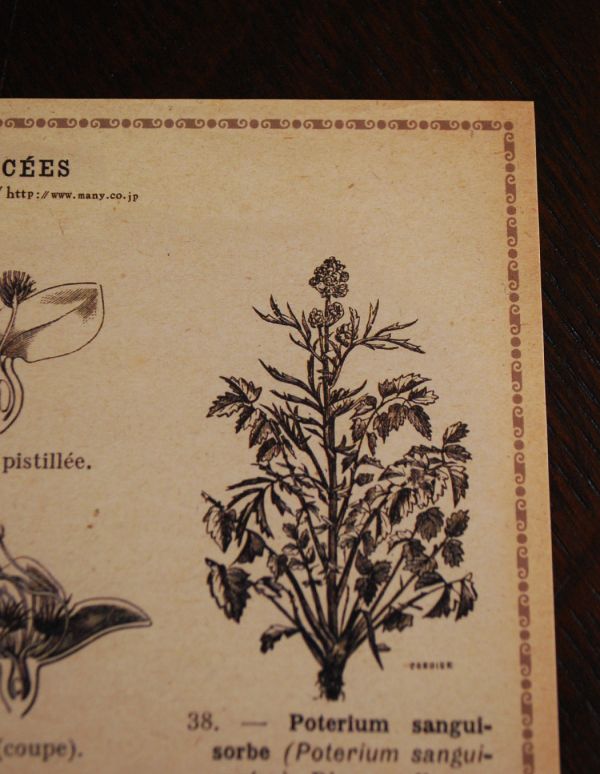 インテリア本・ポストカード インテリア雑貨 アンティーク風ボタニカルポストカード(ROSACEES)。アンティーク風のデザインです。(n13-004-7)