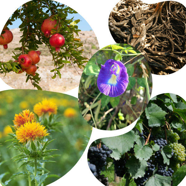 ペルシャ絨毯の色に使う天然素材