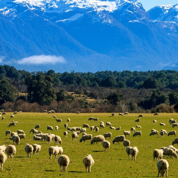 ペルシャ絨毯の素材