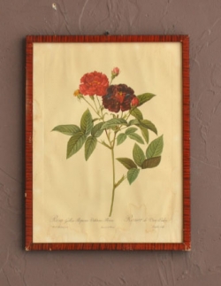 アンティーク雑貨  アンティークフレーム　ルドゥーテ　ローズ　「ロサ・ガリカ・プルプレア・ヴェルティナ・パルヴァ」