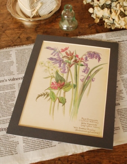 アンティーク雑貨 1960年代のアンティーク 植物画