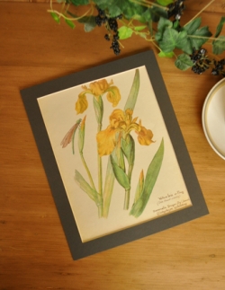 アンティーク雑貨  アンティーク 植物画　キショウブ（イエローアイリス）
