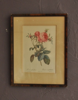 アンティーク雑貨  アンティークフレーム ルドゥーテ　「ロサ・ケンティフォリア・フォリアケア」