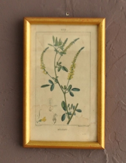 アンティーク雑貨  黄色いお花の植物画　アンティークのオシャレなフレーム