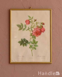 アンティーク雑貨 アンティーク額縁・ポスター 壁に掛けるだけで華やかになるルドゥーテのバラのアンティークフレーム