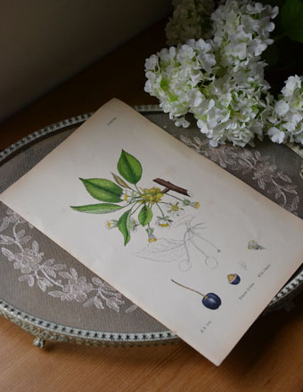 1940年代のアンティーク 絵画（ホワイト） (m-329-z)