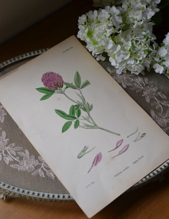 1940年代のアンティーク 絵画（ピンク） (m-331-z)