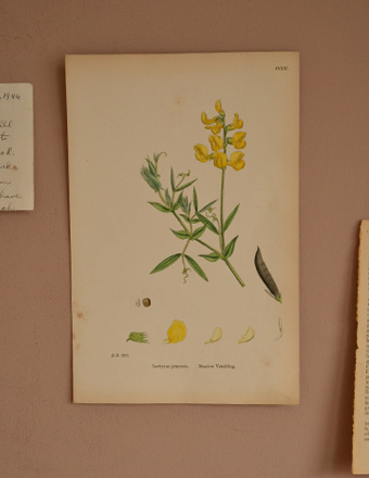 1940年代のアンティーク 絵画（イエロー） (m-444-z)
