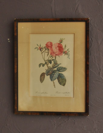 アンティークフレーム ルドゥーテ　「ロサ・ケンティフォリア・フォリアケア」 (m-928-z)