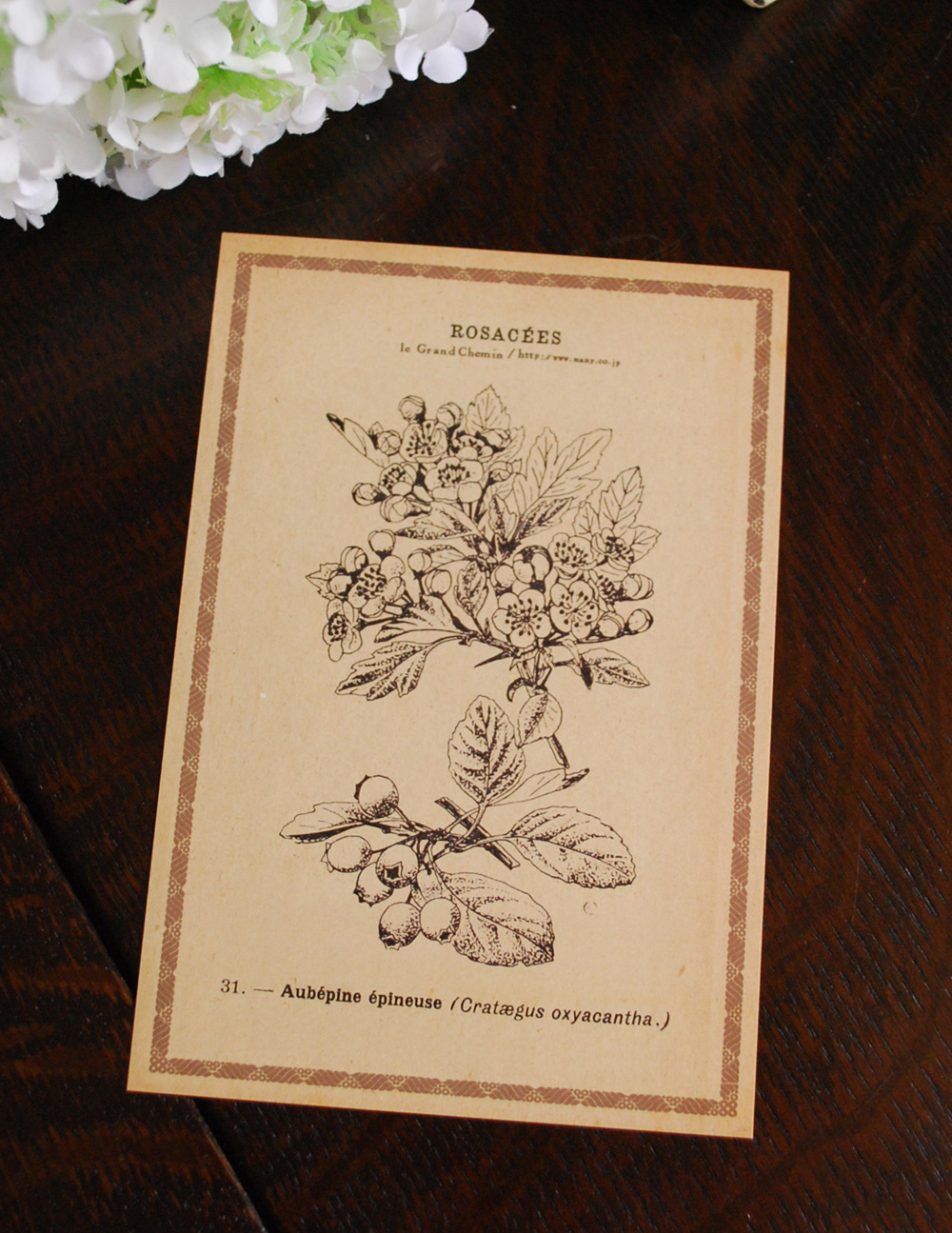 アンティーク風ボタニカルポストカード（ROSACEES）(n13-004-3)｜インテリア雑貨