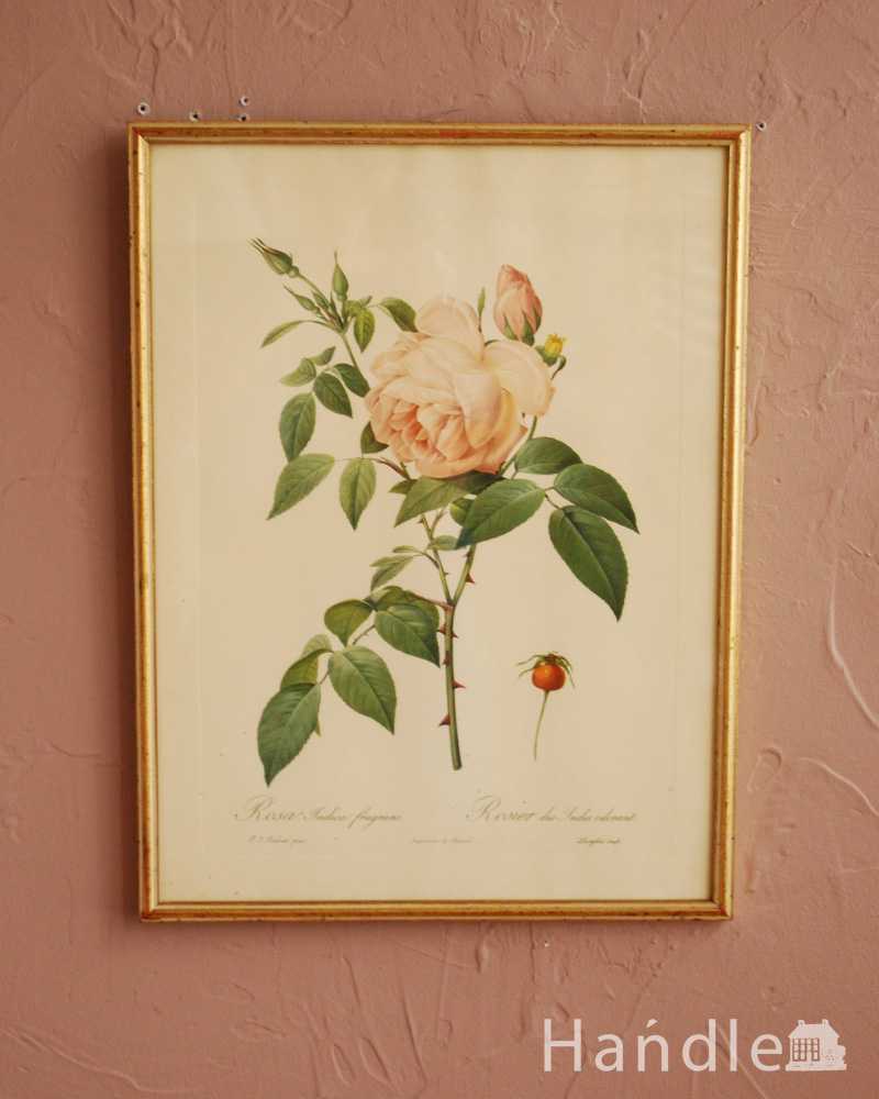 アンティーク薔薇フレーム、ルドゥーテ「ロサ・インディカ・フレグランス」 (m-3393-z)