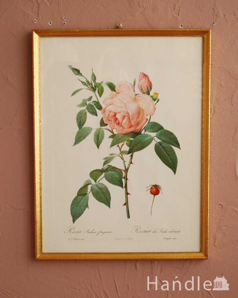 アンティーク薔薇フレーム、ルドゥーテ「ロサ・インディカ・フレグランス」 (m-3397-z)