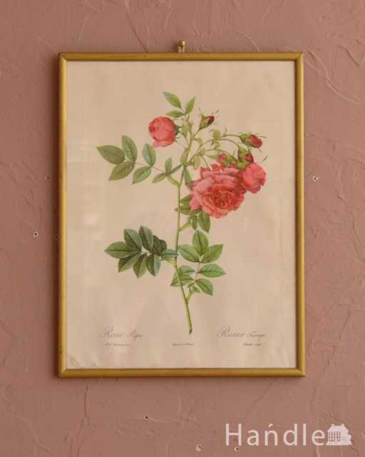 壁に掛けるだけで華やかになるルドゥーテのバラのアンティークフレーム (m-3508-z)