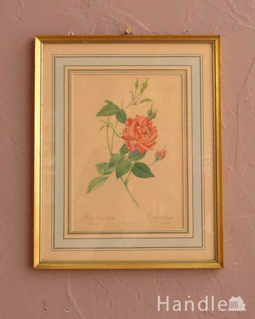 アンティーク薔薇フレーム、ルドゥーテ「ロサ・インディカ・クルエンタ」 (m-3510-z)