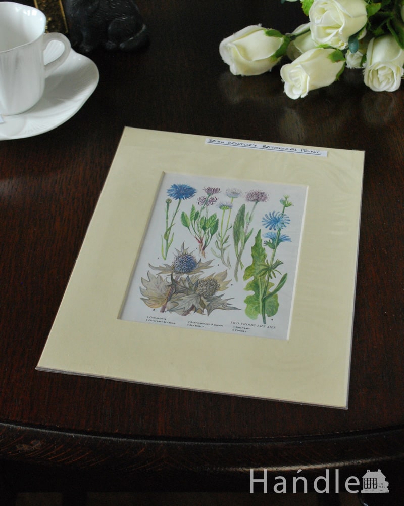 英国から届いたビンテージ雑貨、いろんな植物が描かれたボタニカルプリント (m-3870-z)